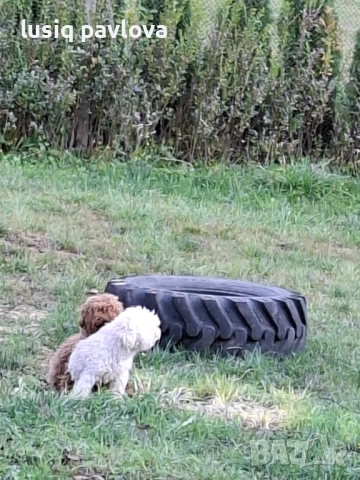 Пудел той, снимка 10 - Пудели - 53214749