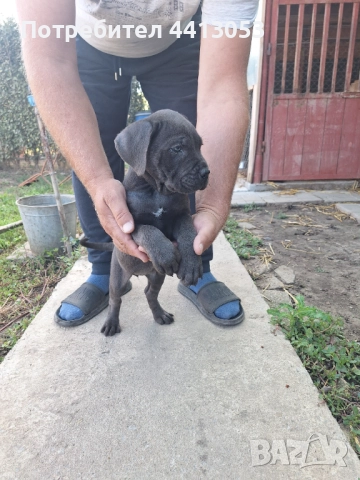 Кане корсо кученца , снимка 1