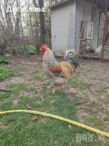 Петел Билефелдер