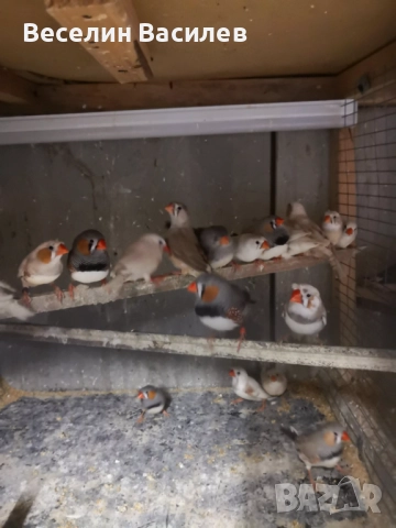 амадинки, снимка 3 - Амадини - 52671888