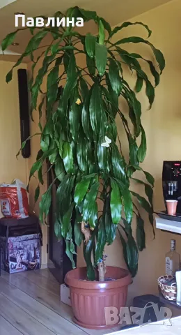 Юка, снимка 4 - Стайни растения - 50121839