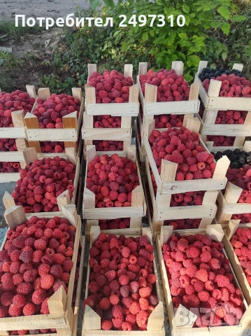 Продавам разсад малини , снимка 4 - Разсади - 53634604