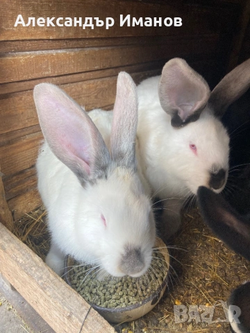 Зайци - калифорнийци 