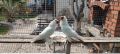 гълъби монахини салтинети, снимка 4