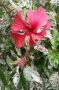 Вариегатен хибискус, снимка 1 - Стайни растения - 45006566