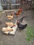 Кокошки, снимка 6