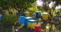 Пчелни семейства и рояци, снимка 1 - За пчели - 45734431