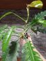 Голям филодендрон., снимка 1 - Стайни растения - 45551885