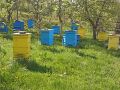 Пчелни отводки , снимка 2