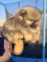 Померан мини померанче, снимка 1