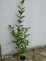 Лигуструм, снимка 1 - Градински цветя и растения - 45824210