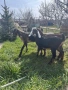  🐐 Продавам мъжки англо-нубийски ярета, снимка 6