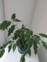 Бенджамин висок 30см, снимка 1 - Стайни растения - 46007966