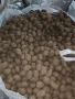 Картофи 10кг-20кг и семе Сорт сорая  , снимка 3