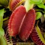 100 семена Венерина мухоловка Dionaea muscipula Семена Мухоловка Бонсай месоядно растение яде насеко, снимка 9