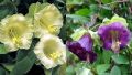 Продавам разсад Кобея бяла и синя-увивно , снимка 1 - Градински цветя и растения - 45383889