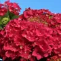 Хортензия Льошфьор, Hydrangea Leuchtfeuer за сянка !!!, снимка 1