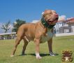 Американско були ХЛ/American bully XL , снимка 9