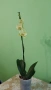 орхидея пелорик , снимка 2