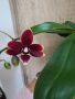 Мини орхидея фаленопсис, снимка 1 - Стайни растения - 45805806