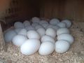 продавам оплодени яйца от Бял легхорн , снимка 4