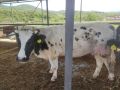 5 месодайни крави, снимка 1 - Крави - 45682410