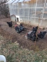 яйца за люпене, черен австролорп , снимка 3