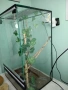 Терариум терариум, снимка 2