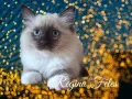 Рагдол женско коте с родословие / Ragdoll cats / Регдол коте, снимка 4