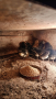 пиленца, снимка 1 - Кокошки и пуйки - 45039587