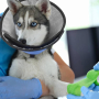 MHaustlie Яка за след операция за кучета, против облизване, лесен за ядене и пиене (син, XL), снимка 8