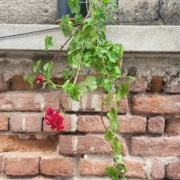 Червено сакъзче, снимка 2 - Градински цветя и растения - 45235642