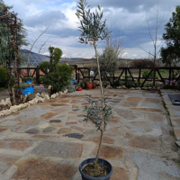 Маслиново дърво, снимка 3 - Градински цветя и растения - 44957783