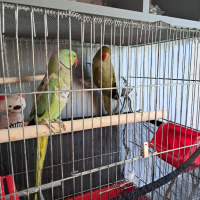Двойка папагали малък Александър Намаление за месеца!, снимка 6 - Папагали - 45073486