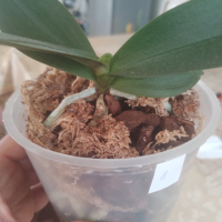 Орхидея , снимка 5 - Стайни растения - 44984750