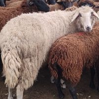 продавам овце за клане, снимка 1 - Овце - 46197176