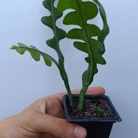 Epiphyllum anguliger , снимка 2 - Стайни растения - 45552429