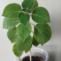 Колерия Биби, kohleria bibi, снимка 1 - Стайни растения - 45414156