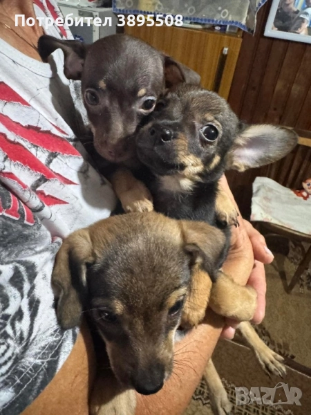 Пинчери, снимка 1