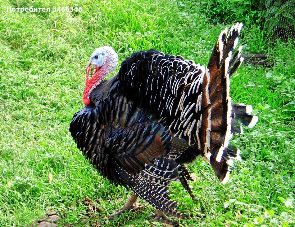 Продавам мъжки пуяк, снимка 1