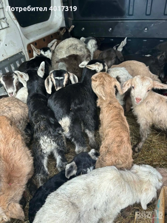Продавам малки ярета, снимка 1