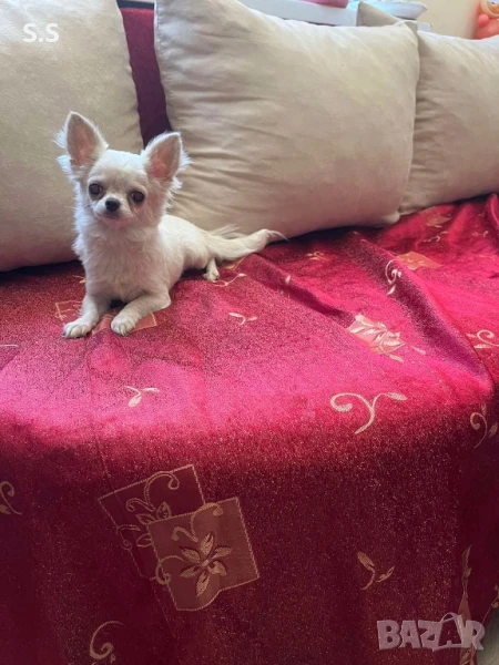 Супер мини момиче чихуахуа, снимка 1