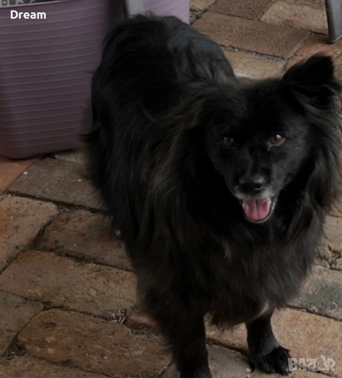 Шпиц среден женски , снимка 1