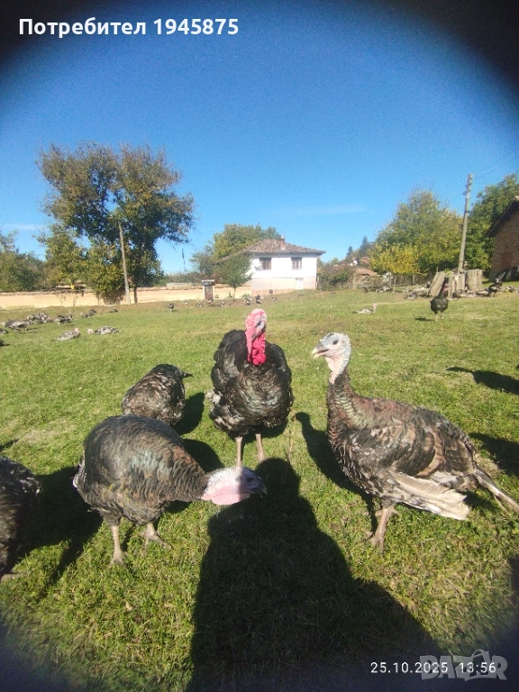 Продавам Бронзови пуйки!!!, снимка 1