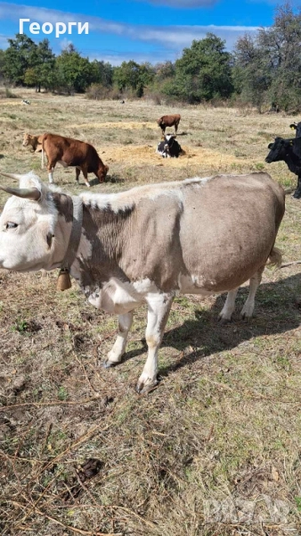 Продавам месодайна крава цена , снимка 1