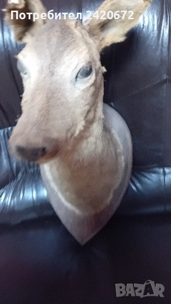 препарирана глава сърандак Препарирана бялка Препарирана катеричка., снимка 1