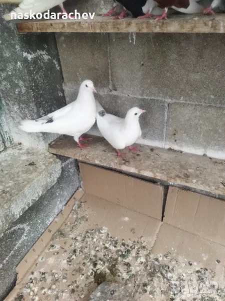 Гълъби на въртене и глас дрезгави различни цветове , снимка 1