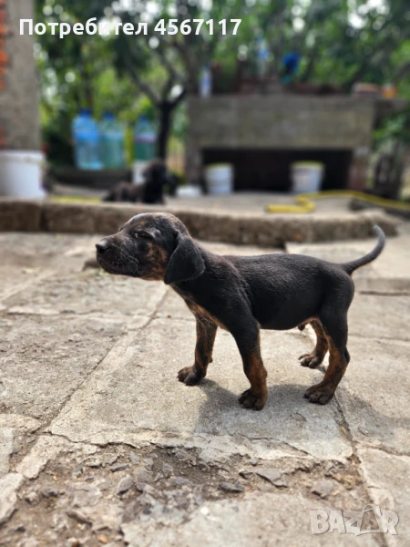 Чистокръвни ловни кученца Плотхаунд , снимка 1