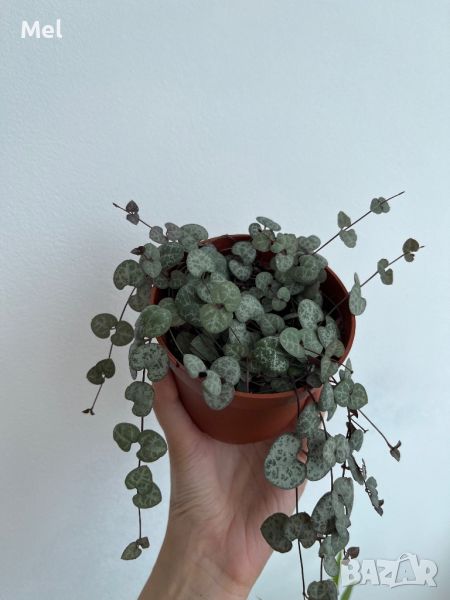 Церопегия, String of hearts, Ceropegia woodii, стайно растение, снимка 1