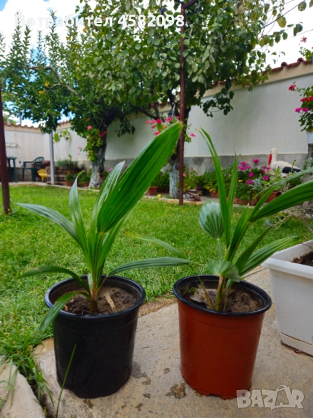 Студоустойчиви палми, снимка 1